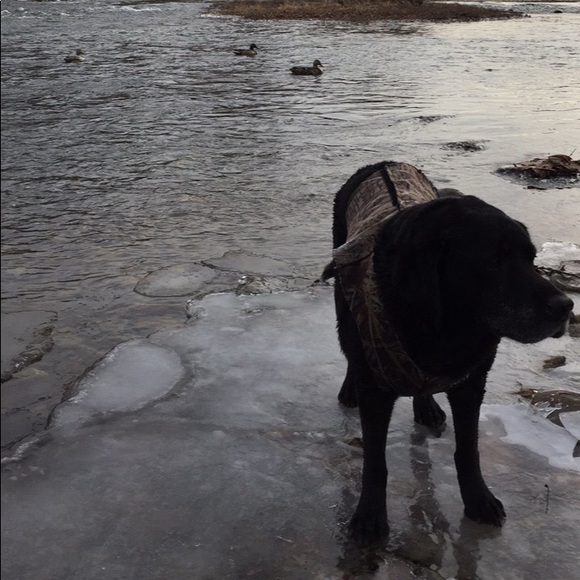 Meet your Posher, Jake - Picture 1 of 1